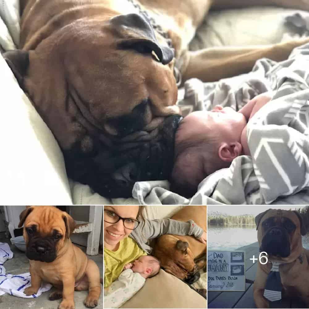 Heartwarming Moment Dog Shares Favorite Toy To Comfort Crying Baby Brother