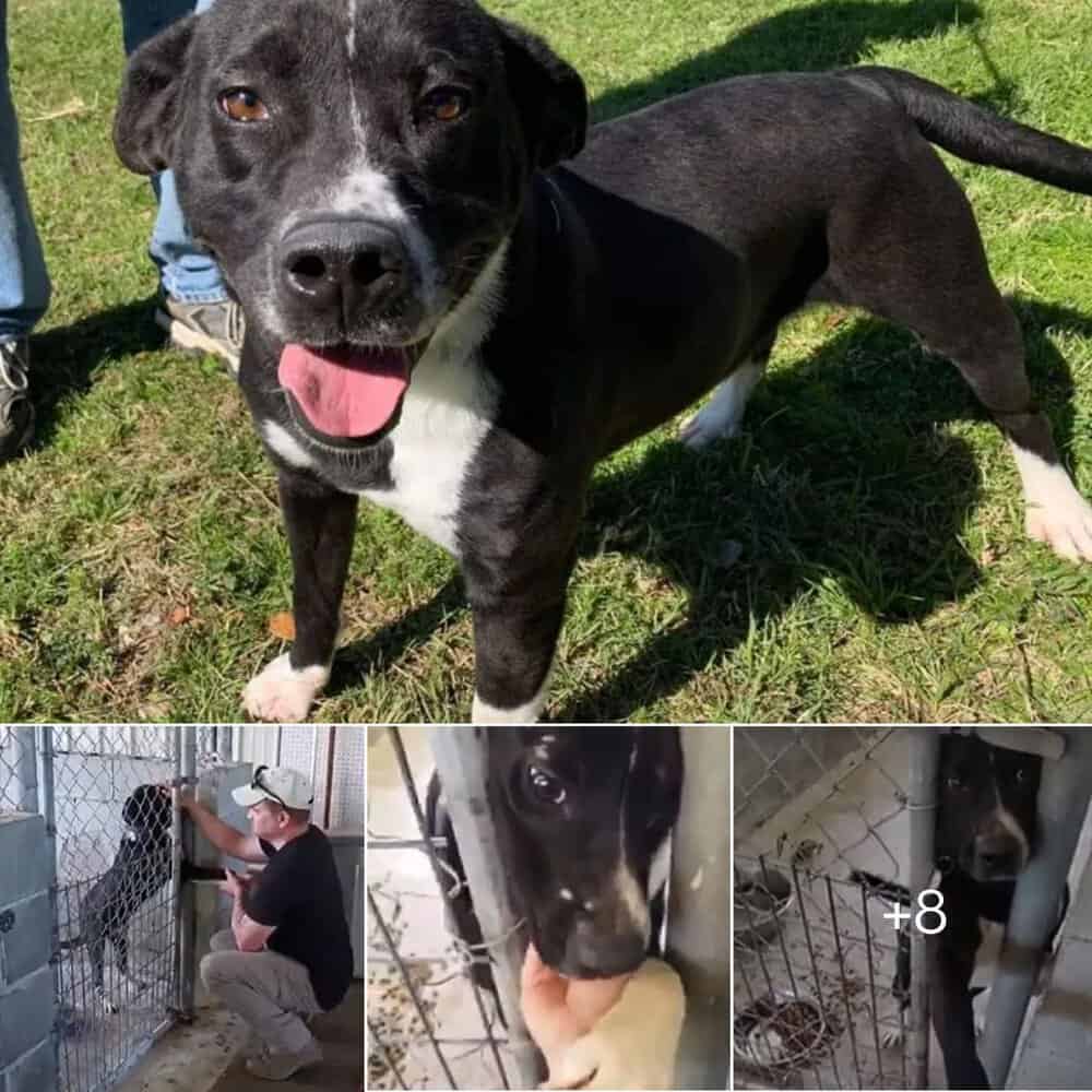 Heartwarming Moment Lonely Shelter Dog's Outstretched Paw Wins Him A Forever Home