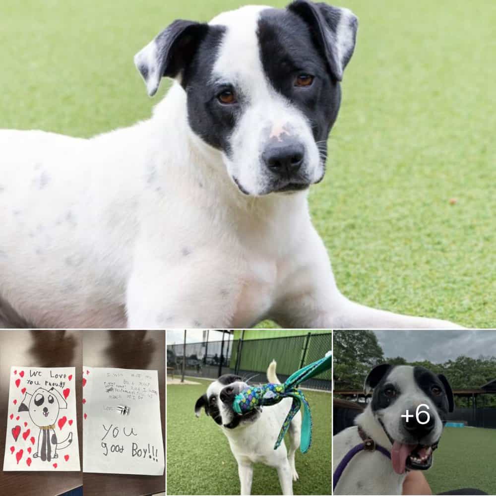Heartwarming Note Left By Kids Stuns Shelter After Family Surrenders Their Beloved Dog