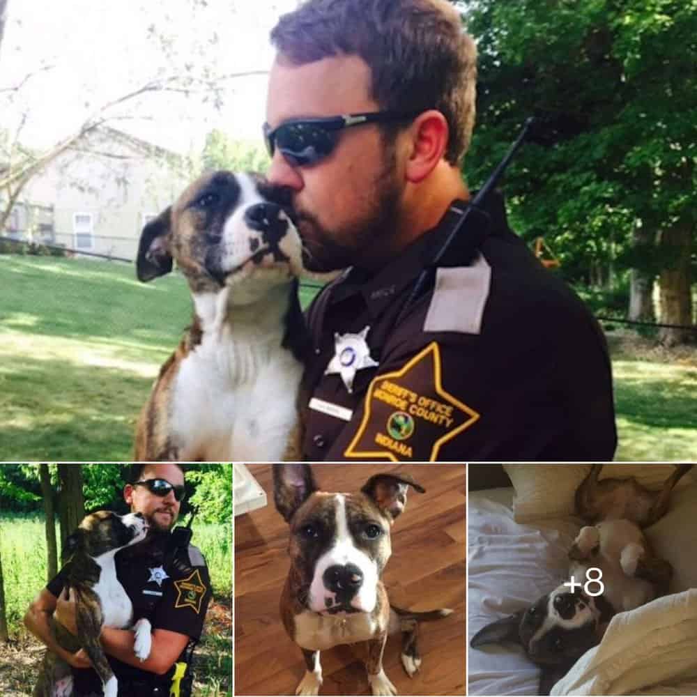 Heartwarming Rescue Abandoned Dog Finds Love And New Home