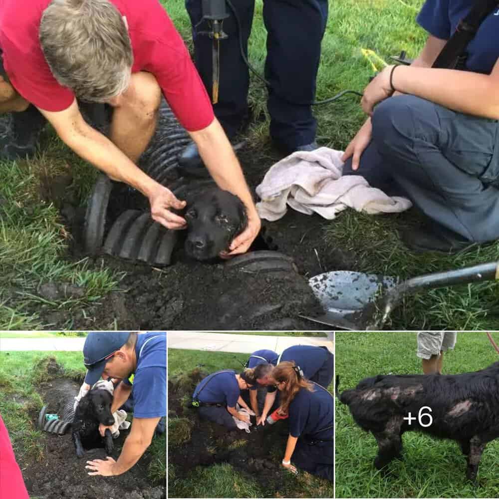 Heartwarming Rescue Family Dog Saved from Storm Drain After WeekLong