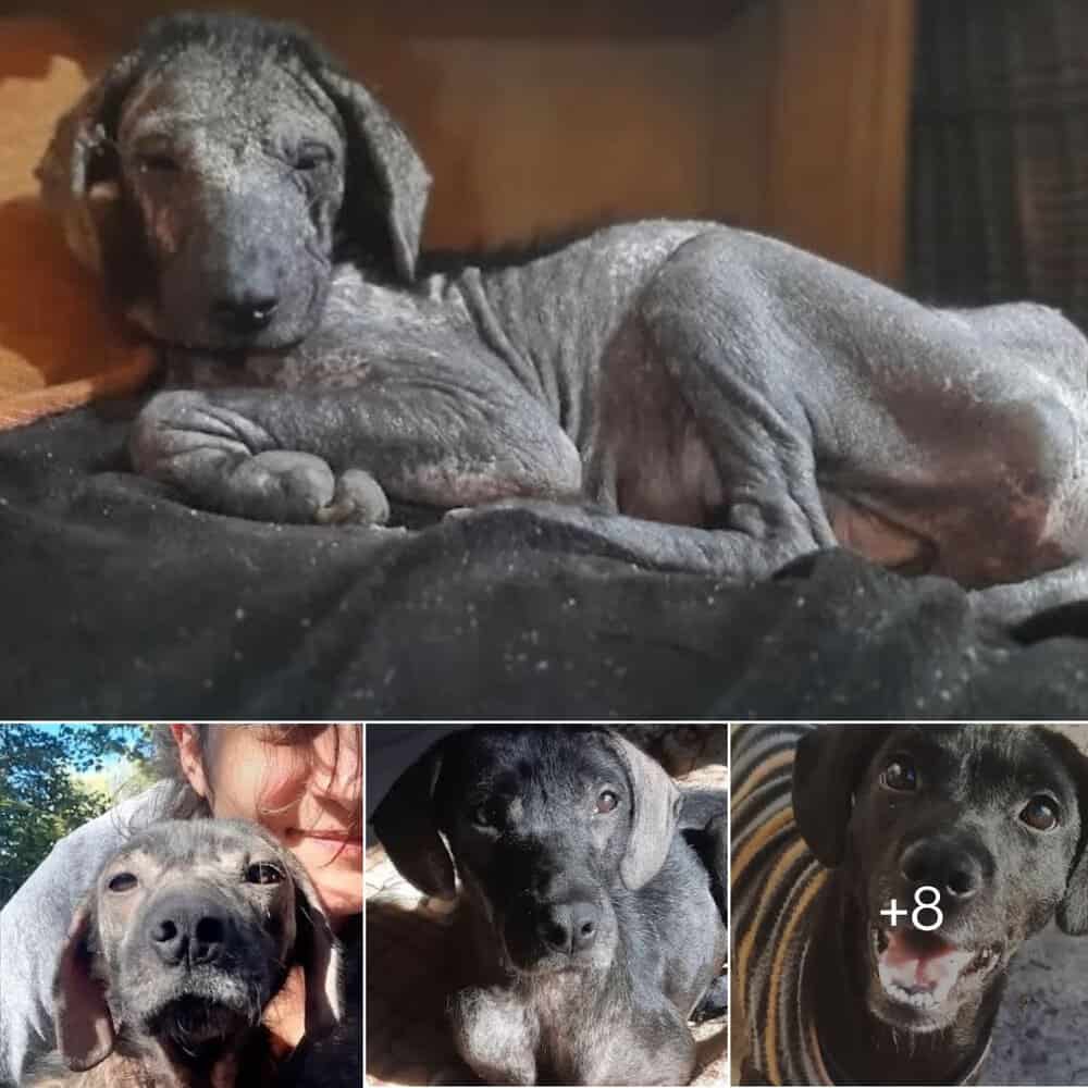 Heartwarming Rescue Homeless Dog Finds Love And A Forever Home