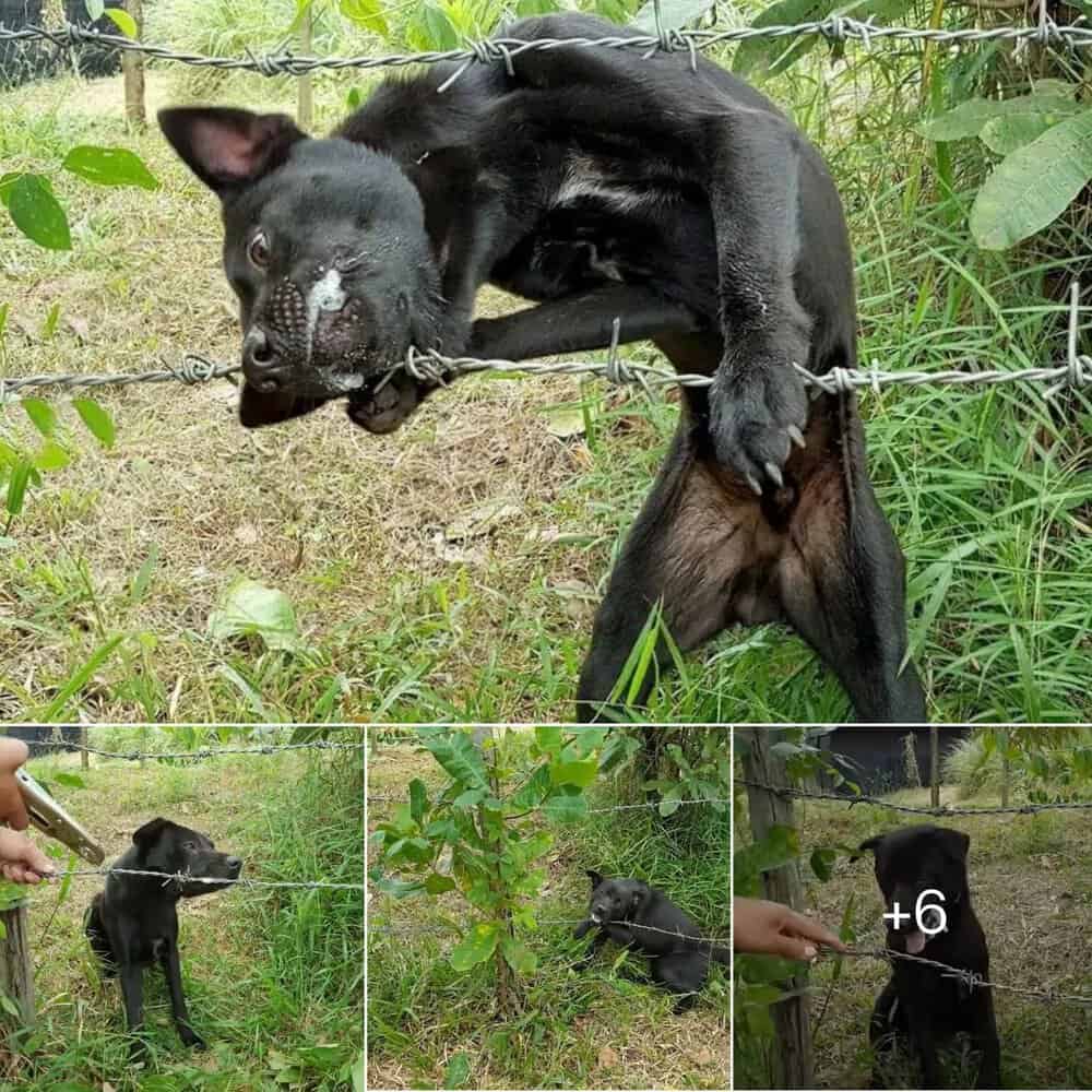 Heartwarming Rescue How To Help A Dog Trapped In Barbed Wire