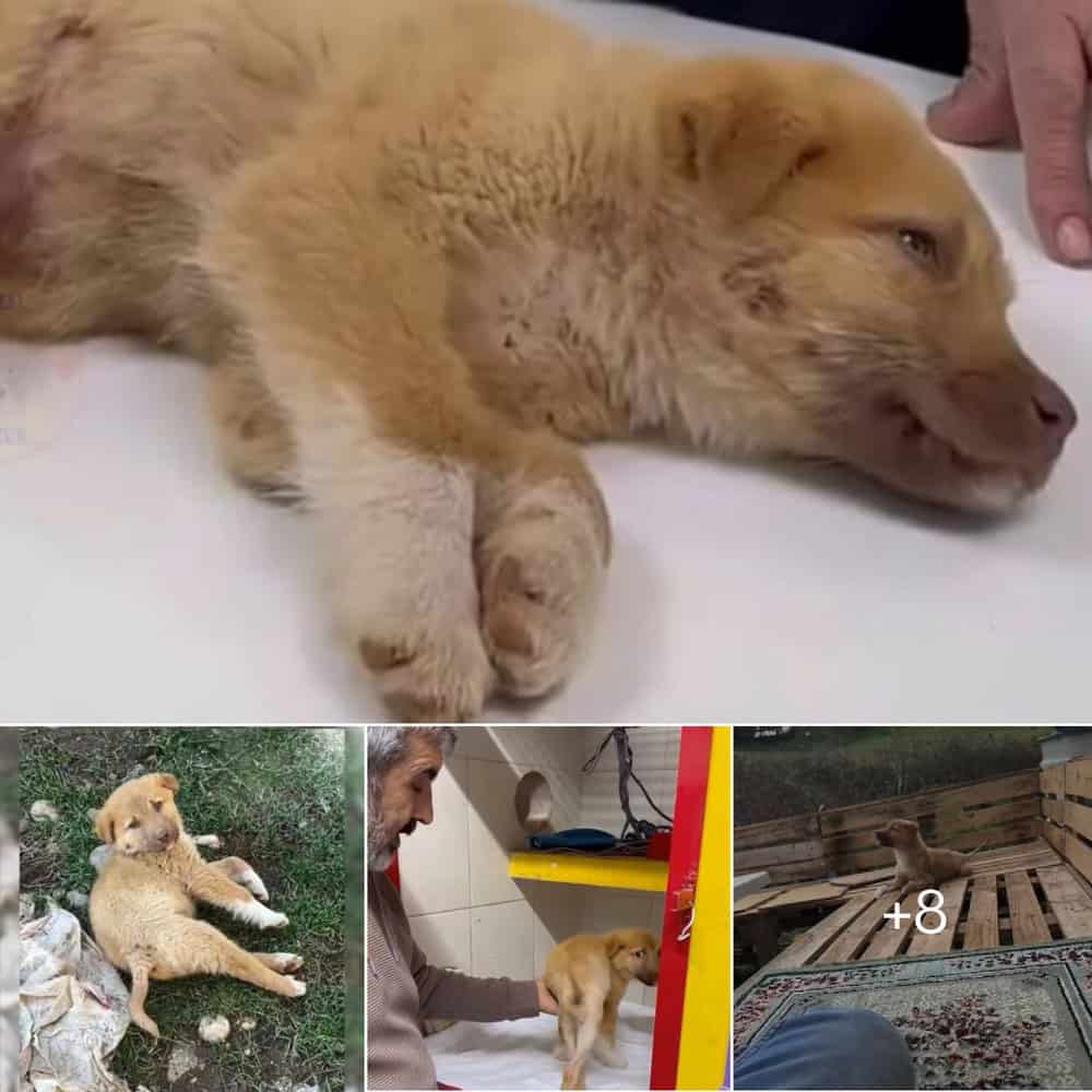 Heartwarming Rescue Injured Puppy Finds Hope And A Forever Home