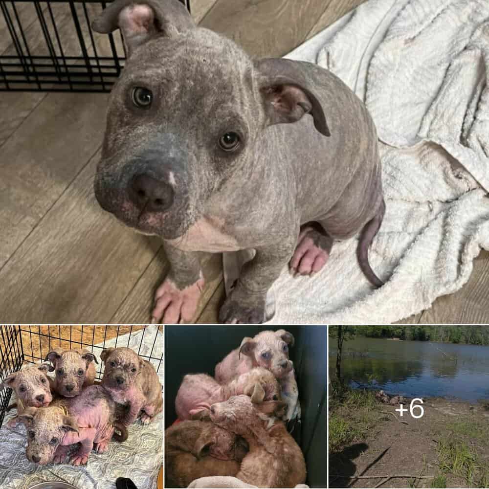 Heartwarming Rescue Kayaker Discovers Abandoned Puppies And Saves Their Lives