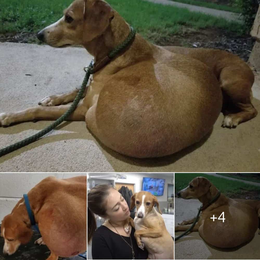 Heartwarming Rescue Pregnant Dog Overcomes Abandonment And Life Threatening Tumor