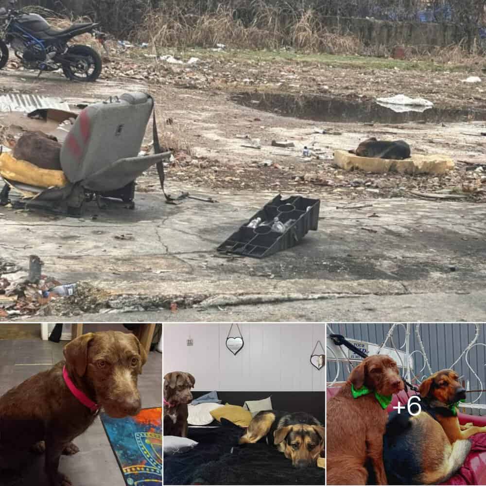 Heartwarming Rescue Stray Dogs Find Forever Home After Surviving Harsh Winter