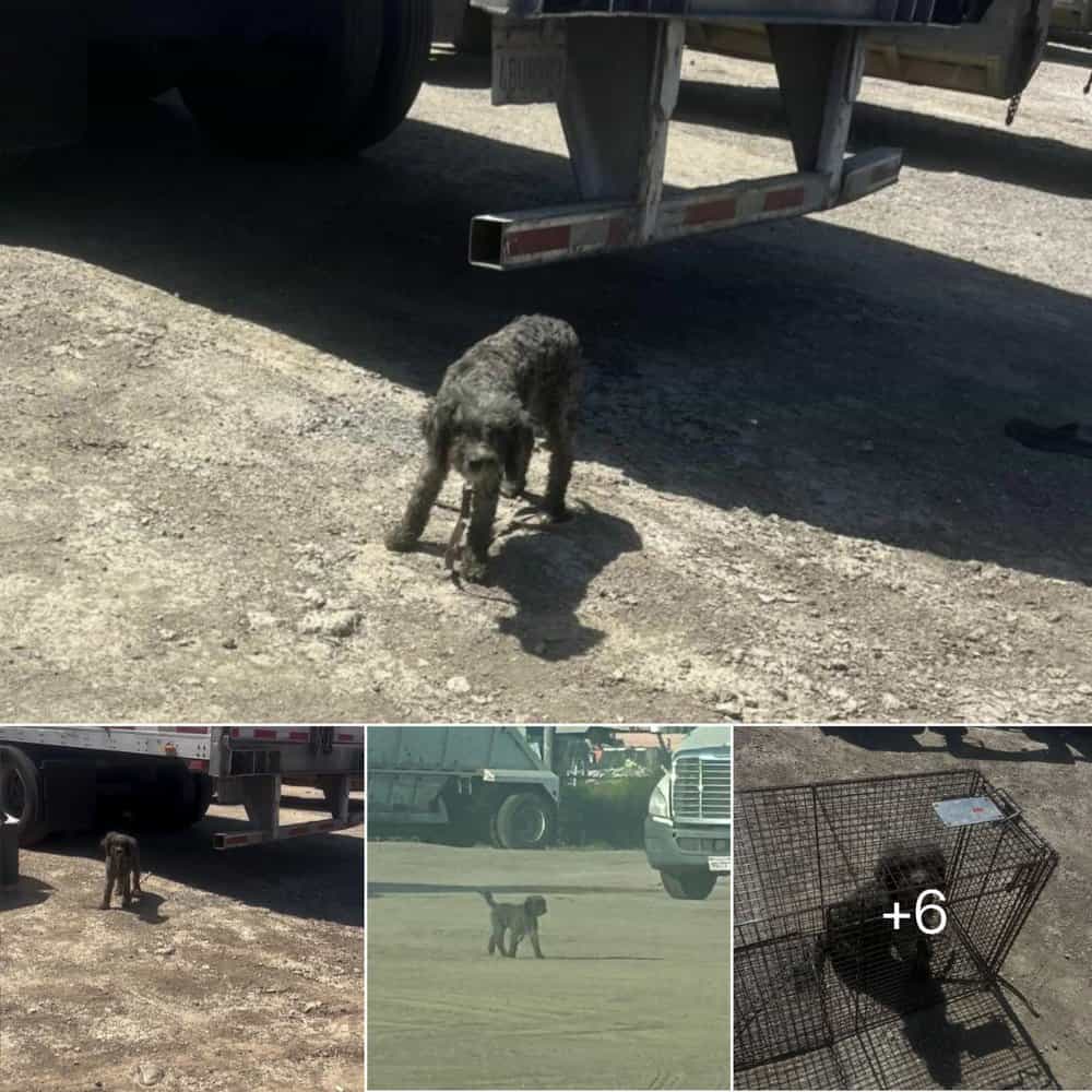 Heartwarming Rescue Stray Pup Saved From Truck Yard By Kind Samaritan