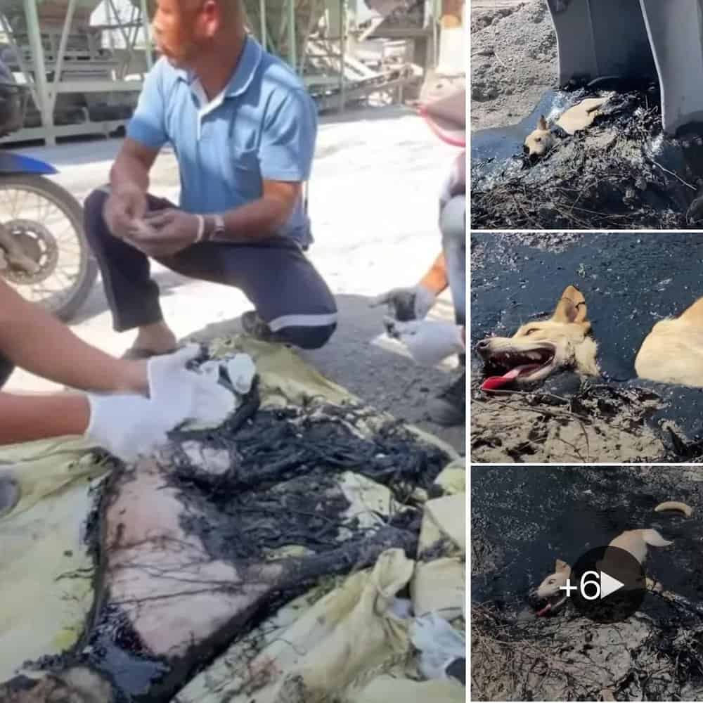 Heartwarming Rescue Team Saves Dog Trapped In Hot Asphalt