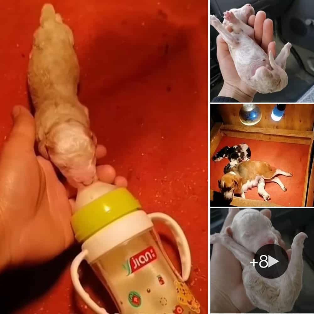 Heartwarming Rescue Three Legged Newborn Puppy Finds Love And A New Family
