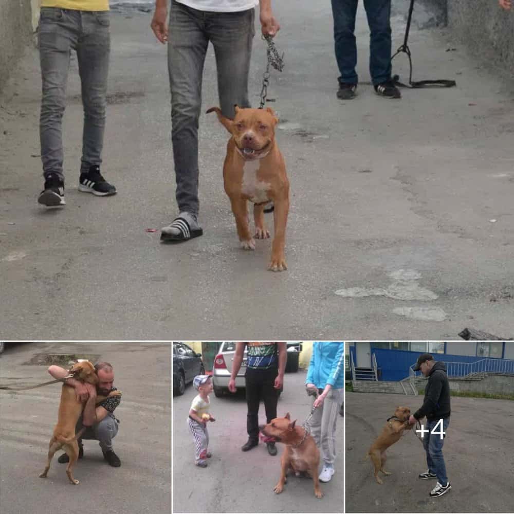 Heartwarming Reunion Dog's Joyful Hug Captured On Street Camera After Years Apart