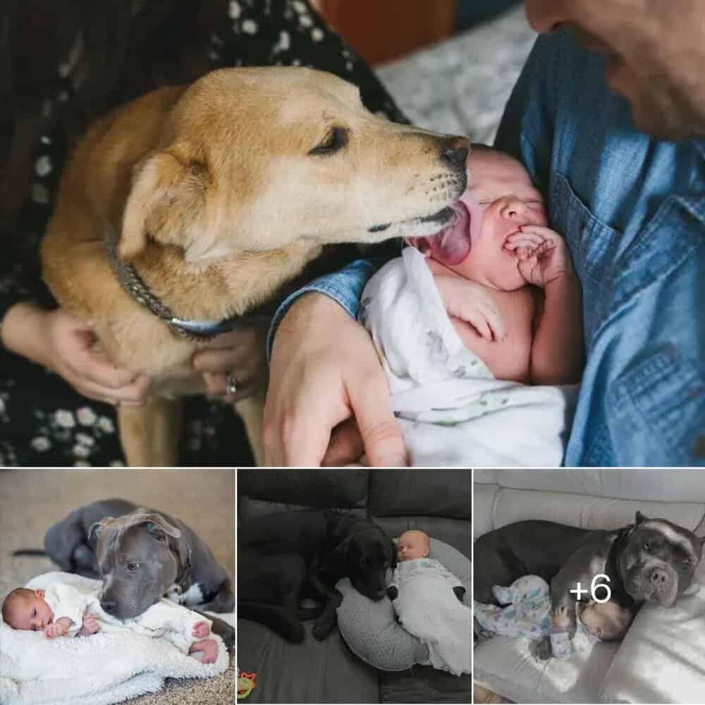 Heartwarming Story Dog’s Unbreakable Bond With Newborn Baby Melts Hearts