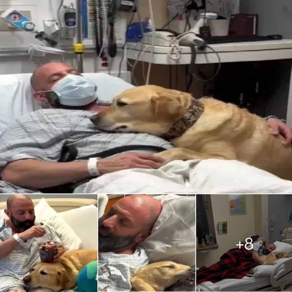 Heartwarming Tale Of Magnus The Loyal Dog Who Stayed By His Owner’s Side In The Hospital