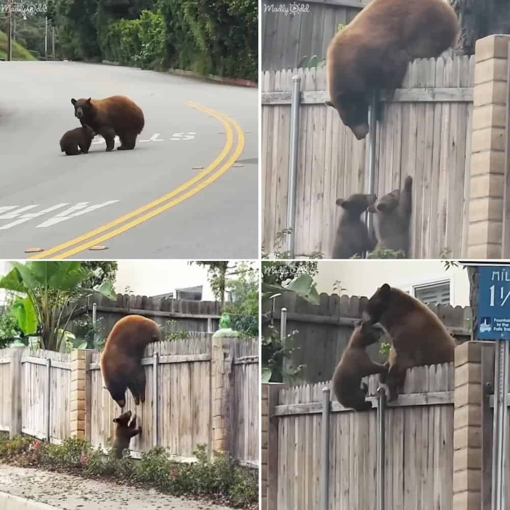 Heartwarming Video Captures Mama Bear's Unwavering Devotion To Her Cubs