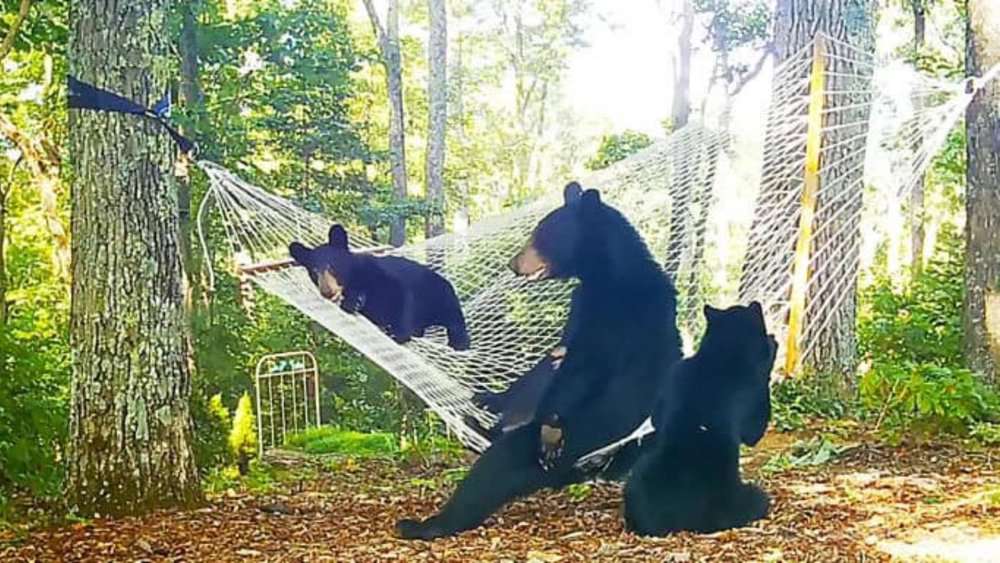 Heartwarming Video Shows Mama Bear And Cubs Playing On Backyard Hammock