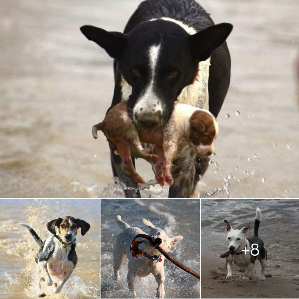 Heroic Dog Saves Puppy Max And Lucky's Inspiring Legacy