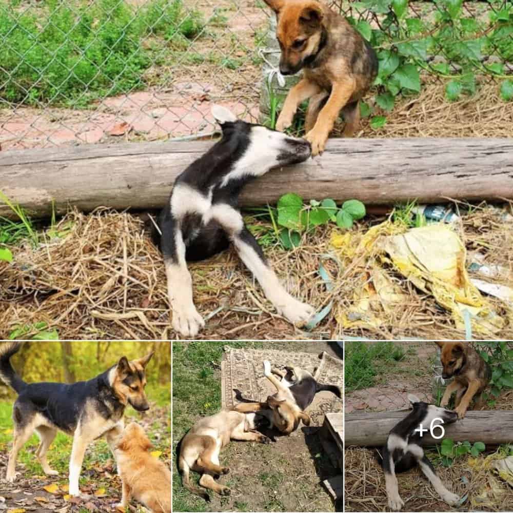 Heroic Dog Saves Trapped Mother A Tale Of Unwavering Love And Bravery