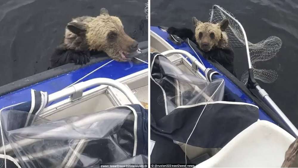 Heroic Fishermen Save Two Bear Cubs From Drowning In A Lake