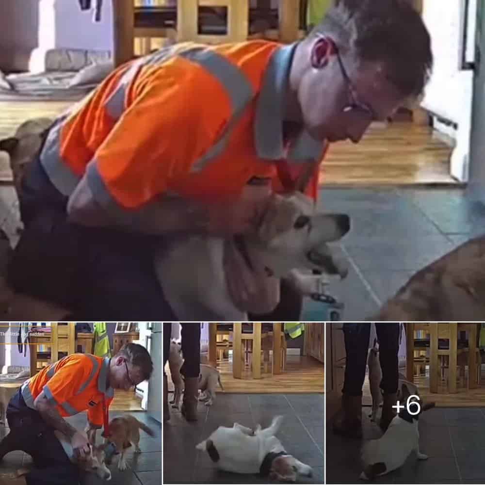 Heroic Lifeguard Saves Choking Dog In Heartwarming Rescue