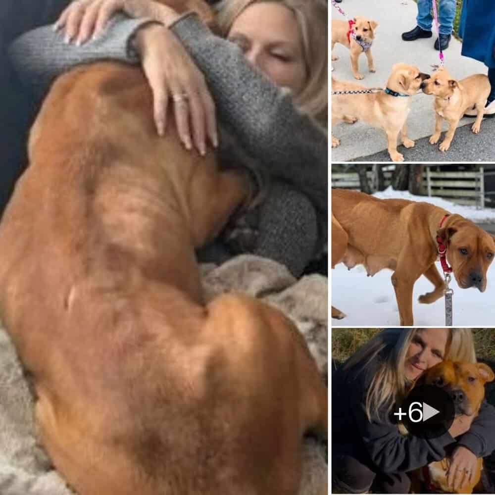 Heroic Mother Dog Survives Harsh Conditions To Care For Her Five Puppies