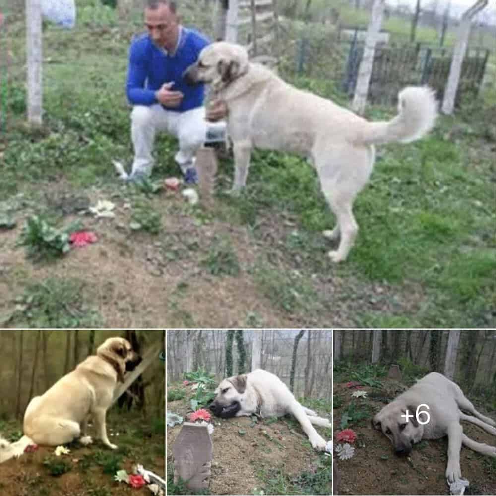 Loyal Dog's Daily Visits To Late Owner’s Grave Move The World