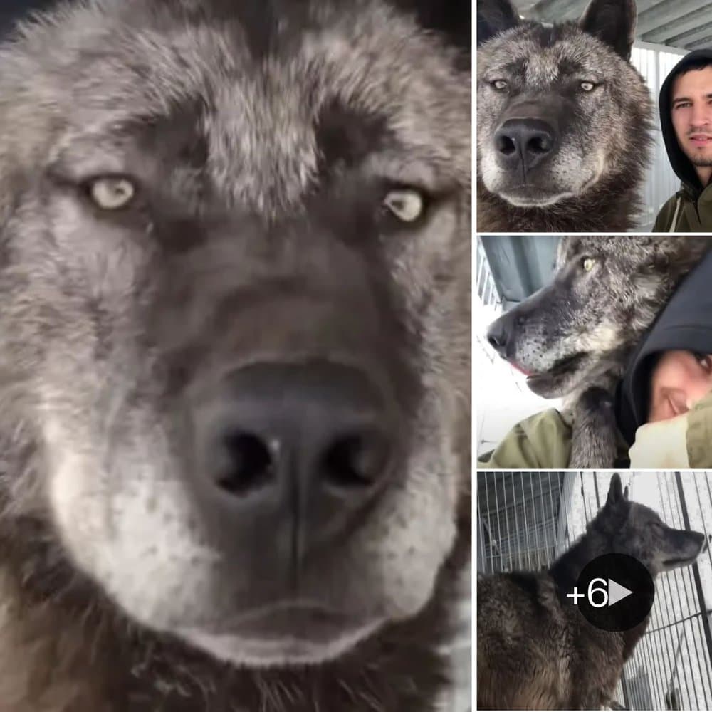 Man Befriends Giant Wolf, Treats Him Like A Puppy