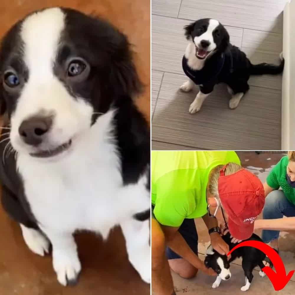 Man Camps Out Overnight To Ensure Adoption Of His Dream Dog