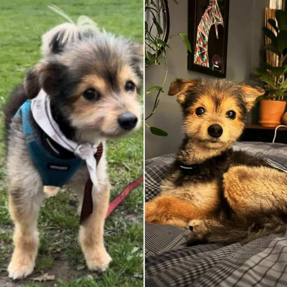 Meet Ziggy The Dog Who Looks Like A Puppy But Isn't