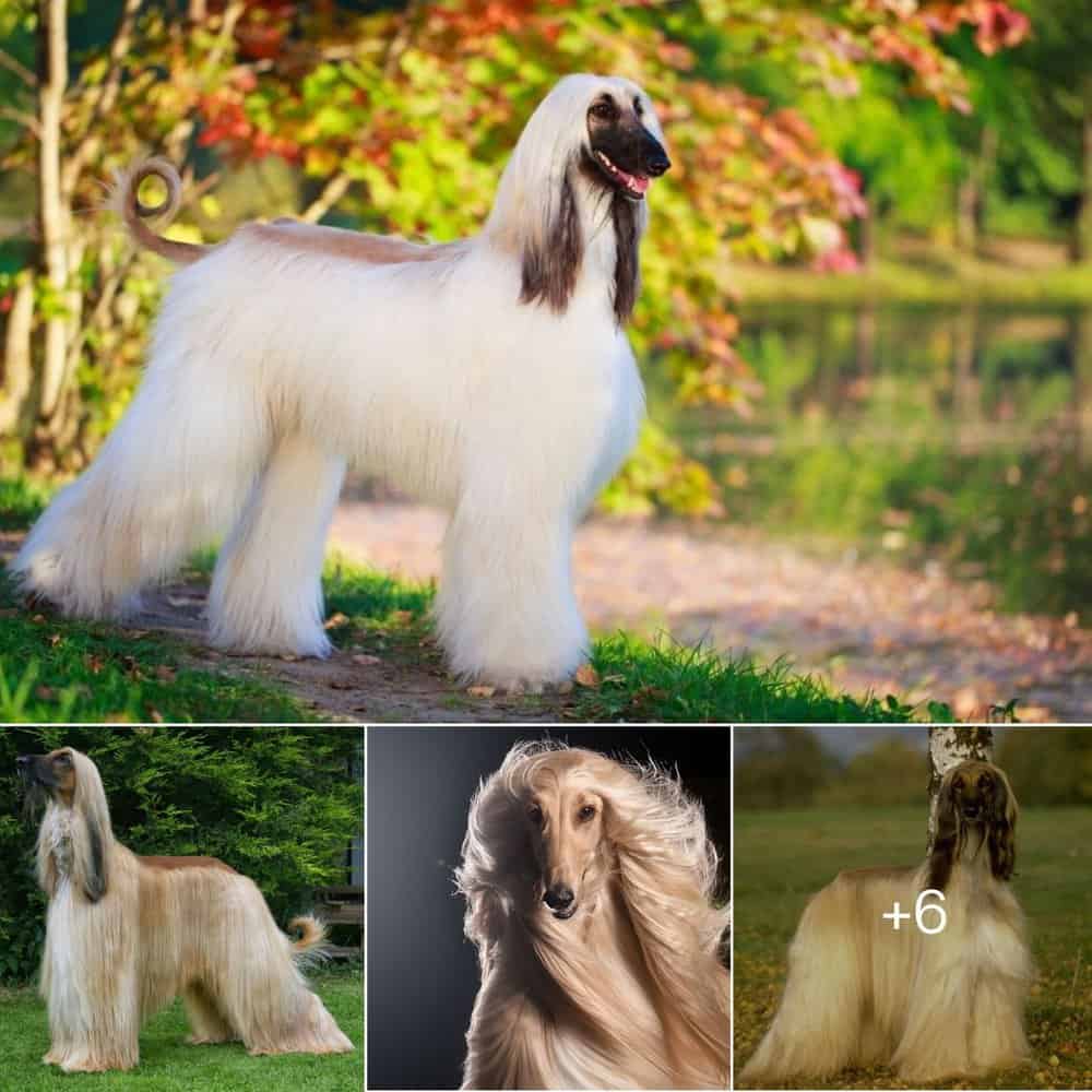Meet The Afghan Hound A Regal Dog With A Luxurious Coat