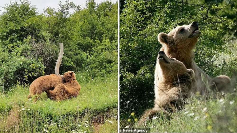 Rescued Bears Thrive In Kosovo Sanctuary After Enduring Years Of Cruelty