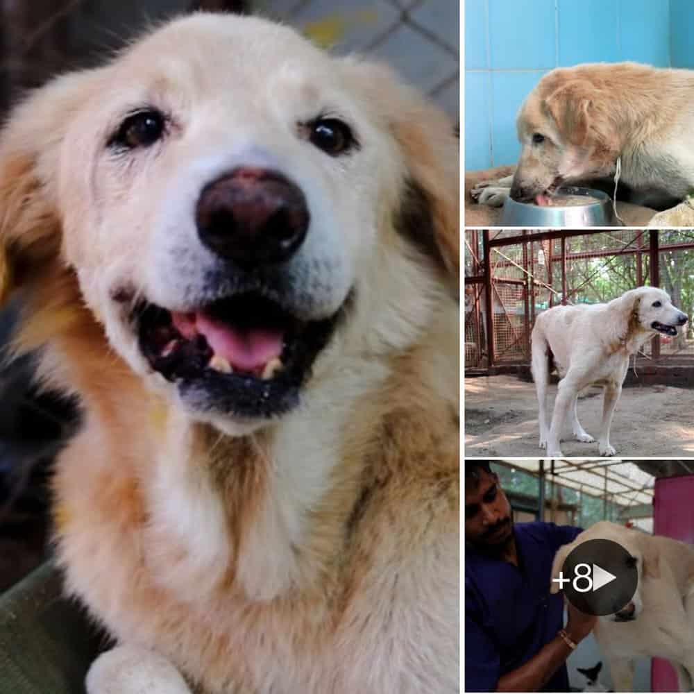 Rescued Elderly Dog Makes Remarkable Recovery After Being Found In Drain