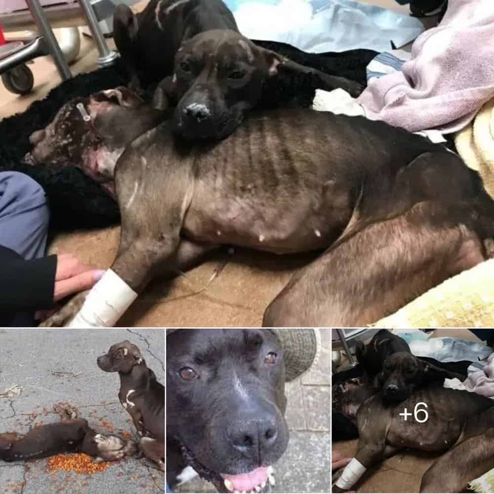 Rescued Inspiring Tale Of Abandoned Pitbull Fighting Dogs