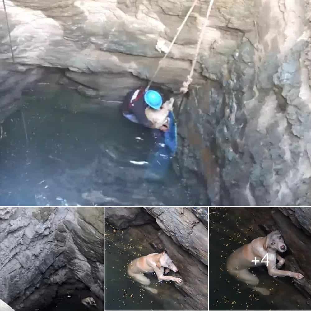 Rescued From Despair A Dog's Miraculous Journey To Safety