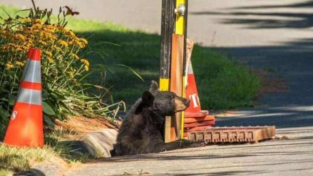 Rescuers Save Stuck Mama Bear And Her Cubs From Connecticut Storm Drain