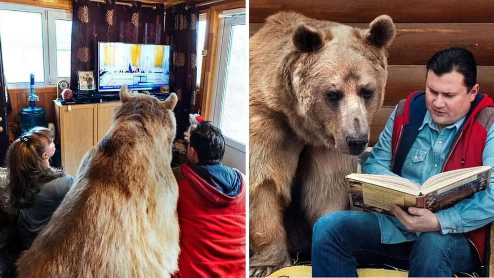 Russian Couple's 23 Year Journey Living With Their Adopted Bear, Stepan