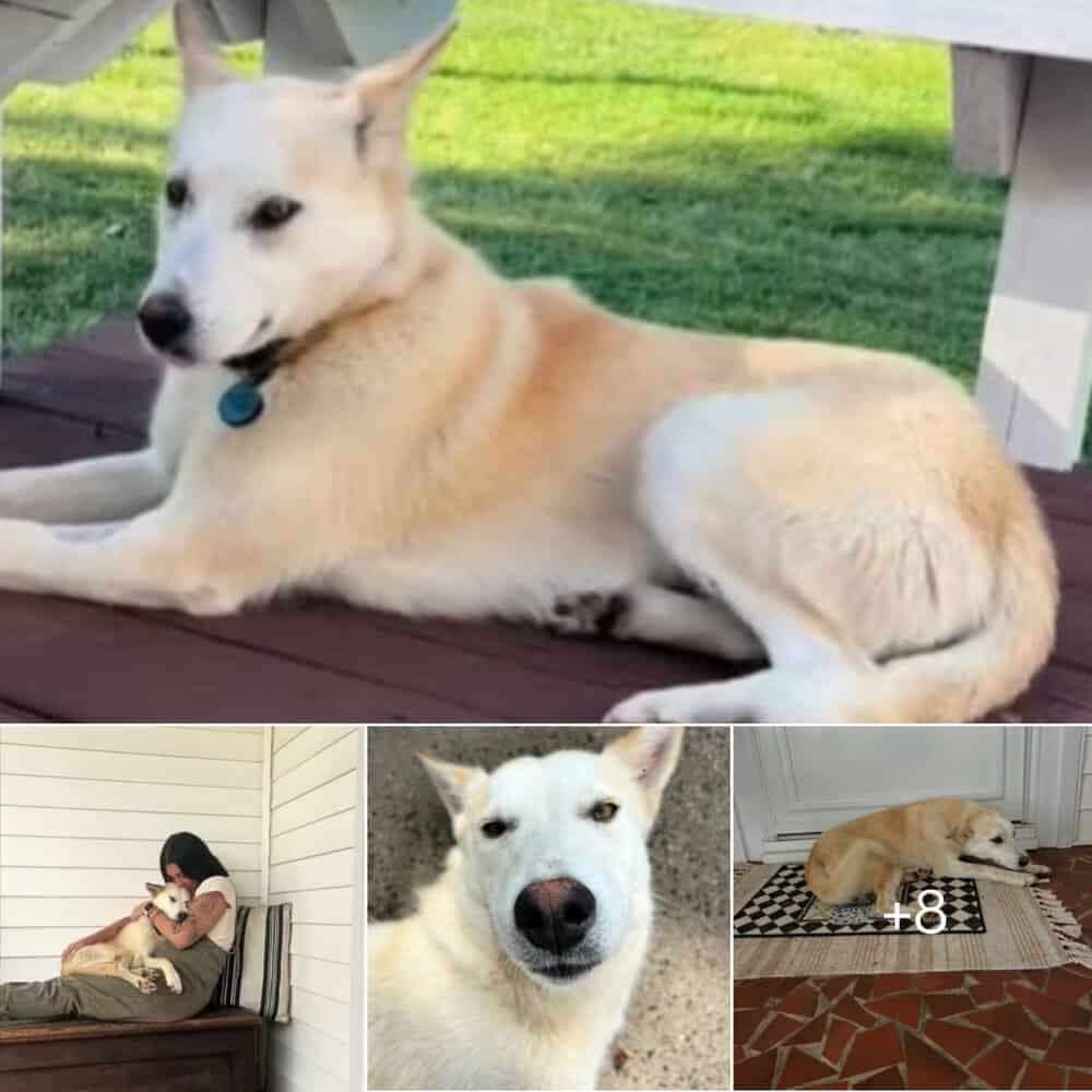 Stray Pup Steals Hearts And Finds A Forever Home At North Carolina Ranch