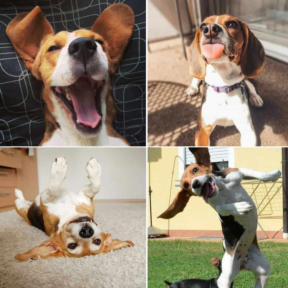 The Charming Beagle A Delightful Dog With A Comical Gait And Irresistible Charm