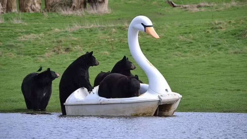 These Bears Enjoy A Joyride On A Swan Pedalo At Woburn Safari Park