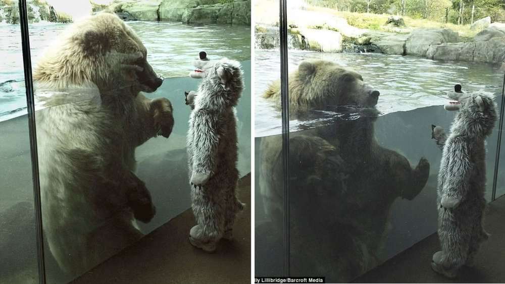 Unbearably Cute Encounter Grizzly Meets Boy In Bear Suit At Minnesota Zoo