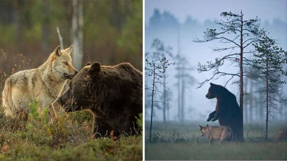 Unexpected Friendship Orphaned Wolf And Bear Bond, Share Food, And Learn Survival Together