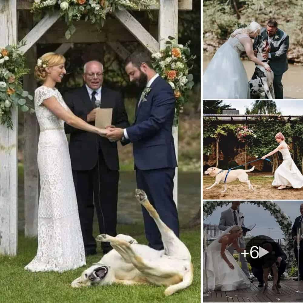 Unforgettable Wedding Moment Playful Dog Brings Joy To Bride And Groom