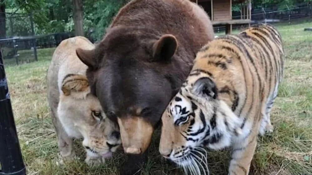 Unlikely Trio The Heartwarming Friendship Of A Rescued Bear, Tiger, And Lion
