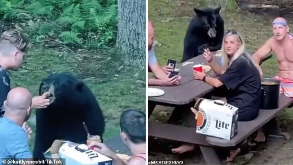 Video A Black Bear Joins Family Picnic In Maryland And Enjoys Pb&j Sandwiches