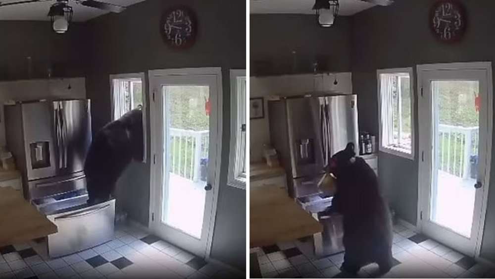 Video Bear Breaks Into Connecticut Home, Snags Lasagna From Freezer Before Making A Clean Getaway