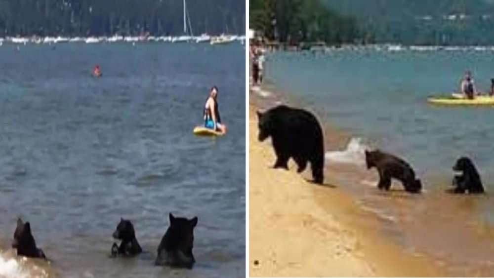 Video Bears Make A Splash Mama Bear And Cubs Swim In California Lake