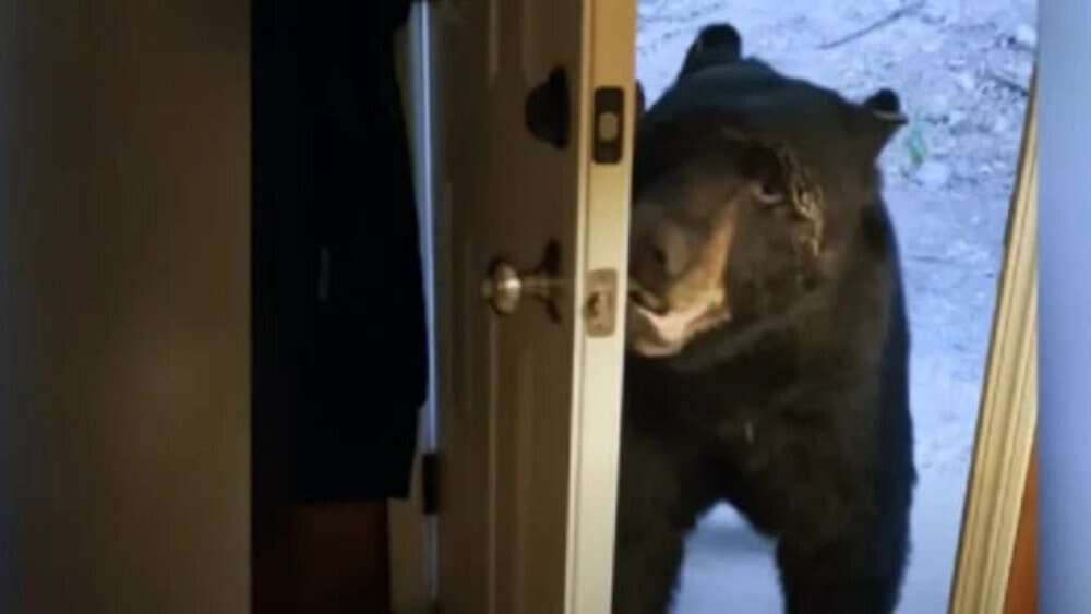 Video Black Bear Uses Mouth To Open Woman's Front Door, Surprising Her Inside