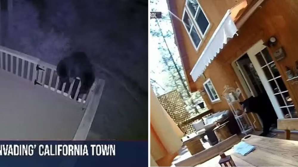 Video California Town Under Siege Black Bears Invade Homes, Stores, And Cars