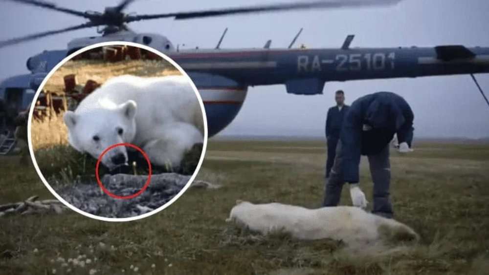Video Heartbreaking Rescue Polar Bear Saved After Tongue Gets Trapped In Tin Can