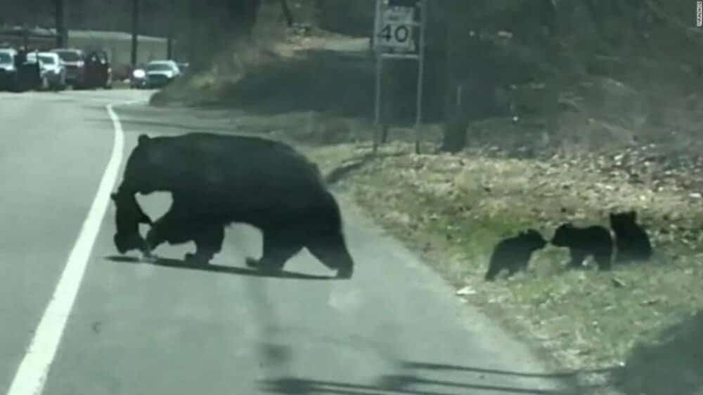 Video Heartwarming Scene As Momma Bear Navigates Her Cubs Across Busy Road