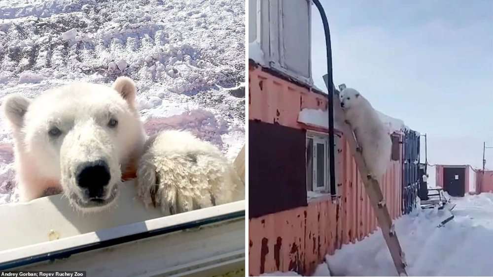Video Heartwarming Story Orphaned Polar Bear Cub Bonds With Arctic Rescuers